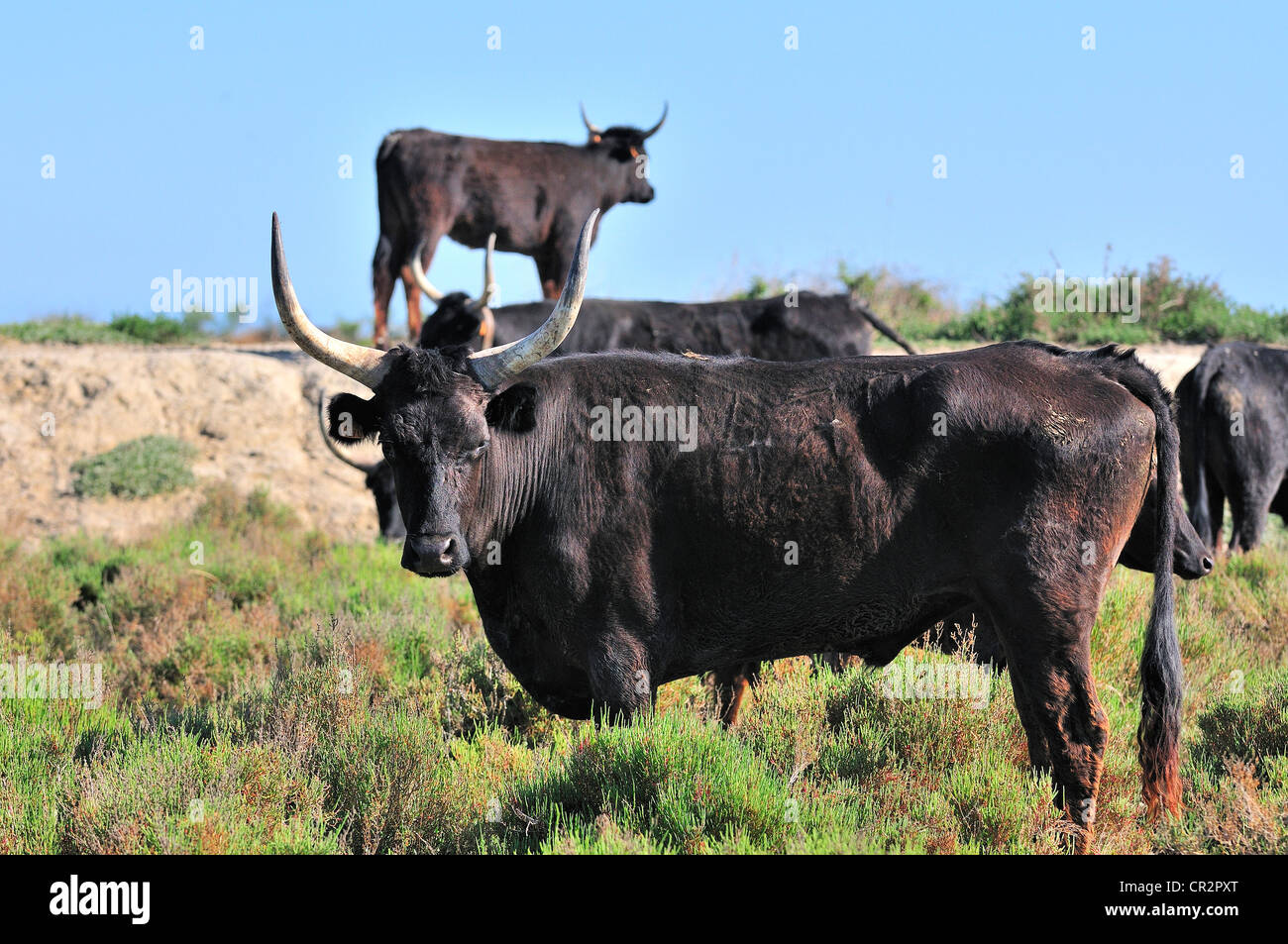 Black Bulls auf dem Gebiet der Domaine de Méjanes (berühmtes Paul Ricard Estate) Camargue, Südfrankreich Stockfoto