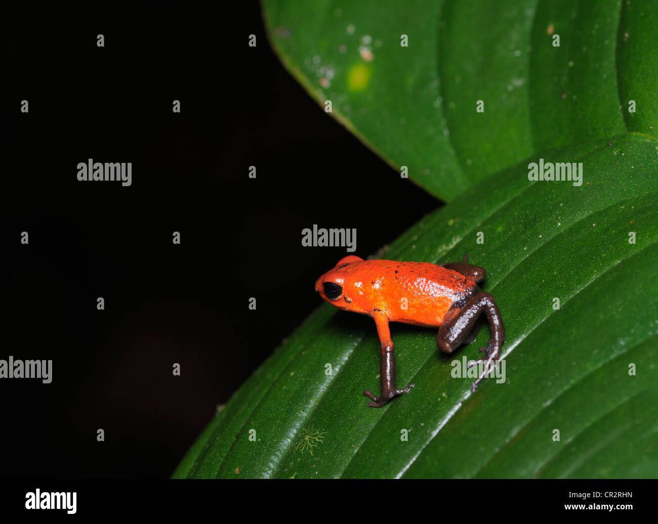 Strawberry poison Frog, Dendrobates Pumilio, tropischen Tieflandregenwald, Chilamate, Costa Rica Stockfoto