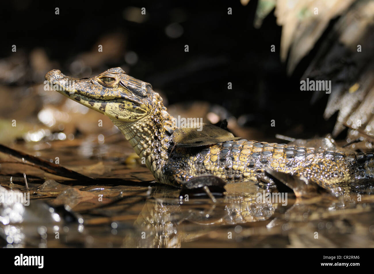 Juvenile brillentragende Brillenkaiman, Caiman Crocodilus Nationalpark Tortuguero, Costa Rica Stockfoto