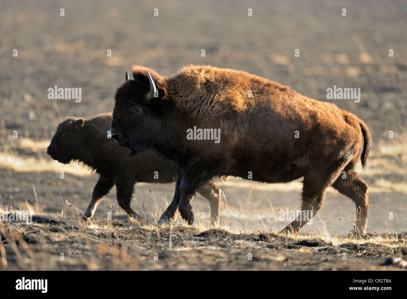 Ebenen Bison (Bison bison) Nahrungssuche in geschlossenen Paddock kurz nach vorgeschriebenen Brennen Riding Mountain National Parks, Manitoba, Kanada Stockfoto