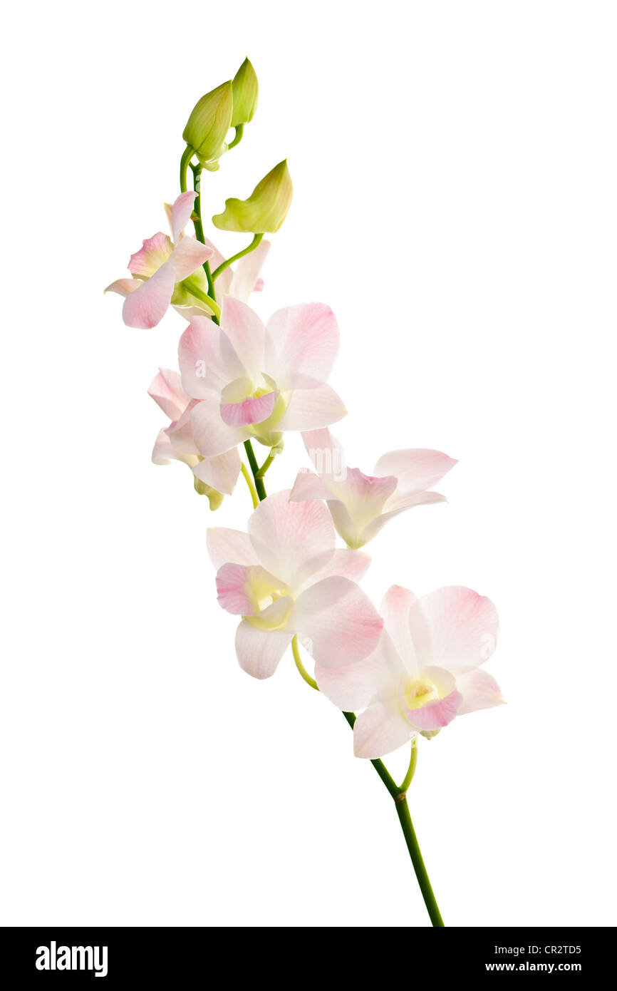 Zweig der Orchideen Blüten isoliert auf weißem Hintergrund Stockfoto