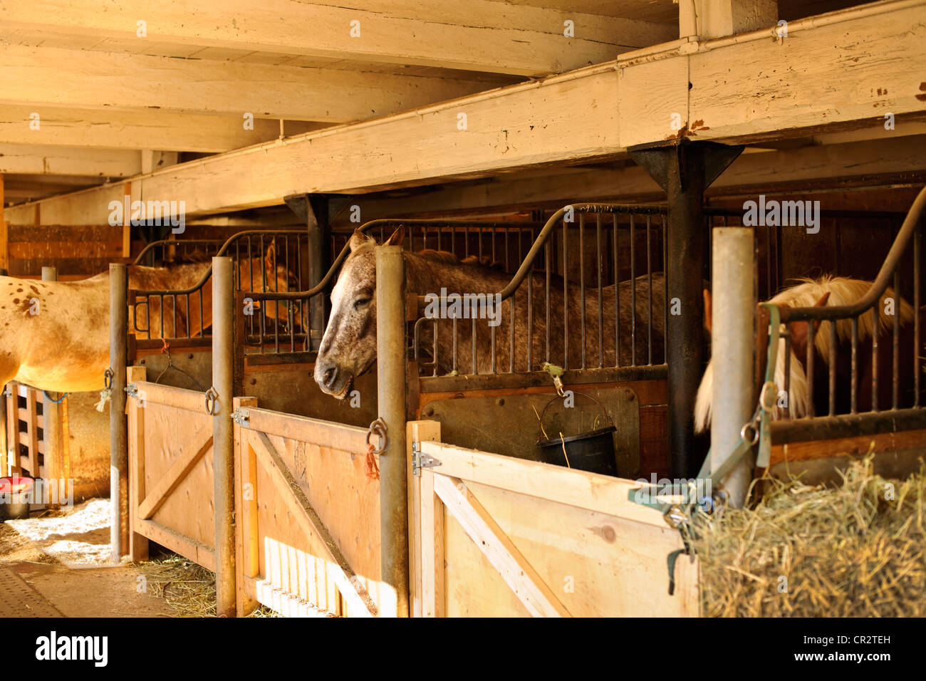 Pferdeställe mit Holztüren und Pferde Stockfoto, Bild: 48620953 - Alamy