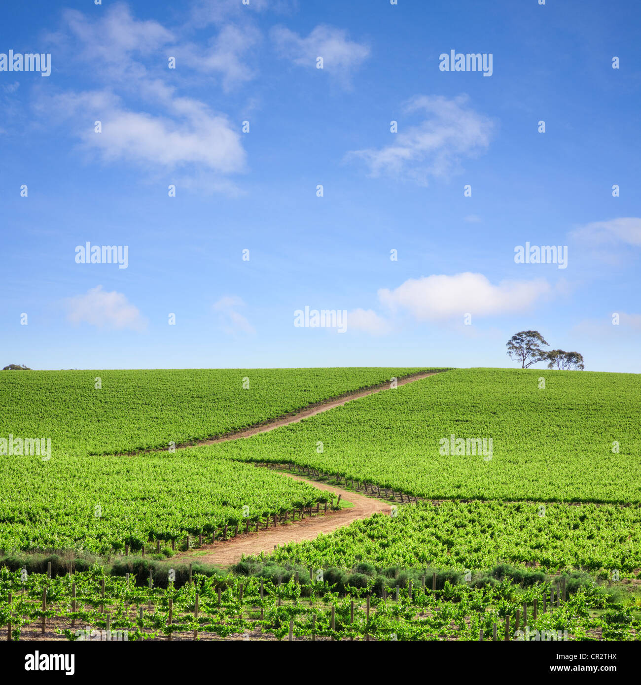 Weinberg im Clare Valley, South Australia Stockfoto