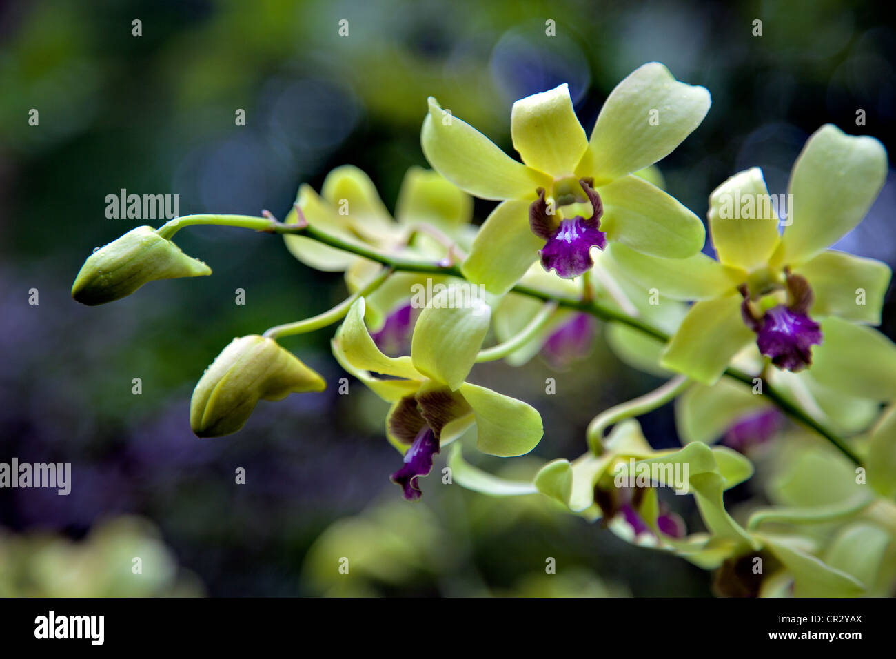 Dendrobium Jean Chrétien (Dendrobium Mak siehe X Dendrobium Anching Lubag) Stockfoto