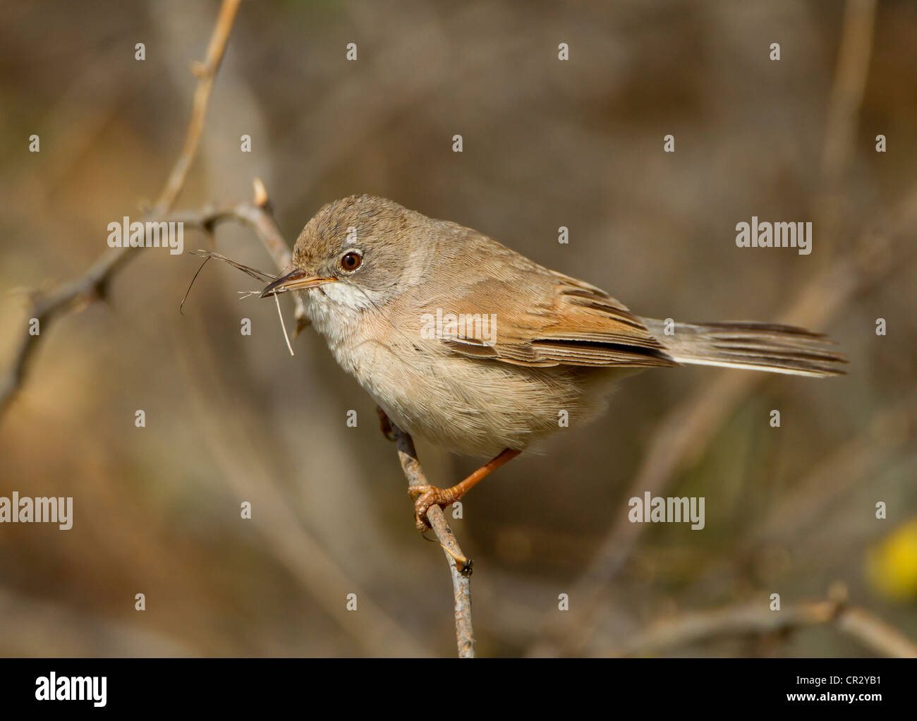 Brillentragende Warbler weibliche Sylvia Conspicillata mit Verschachtelung Material in Rechnung Zypern April Stockfoto