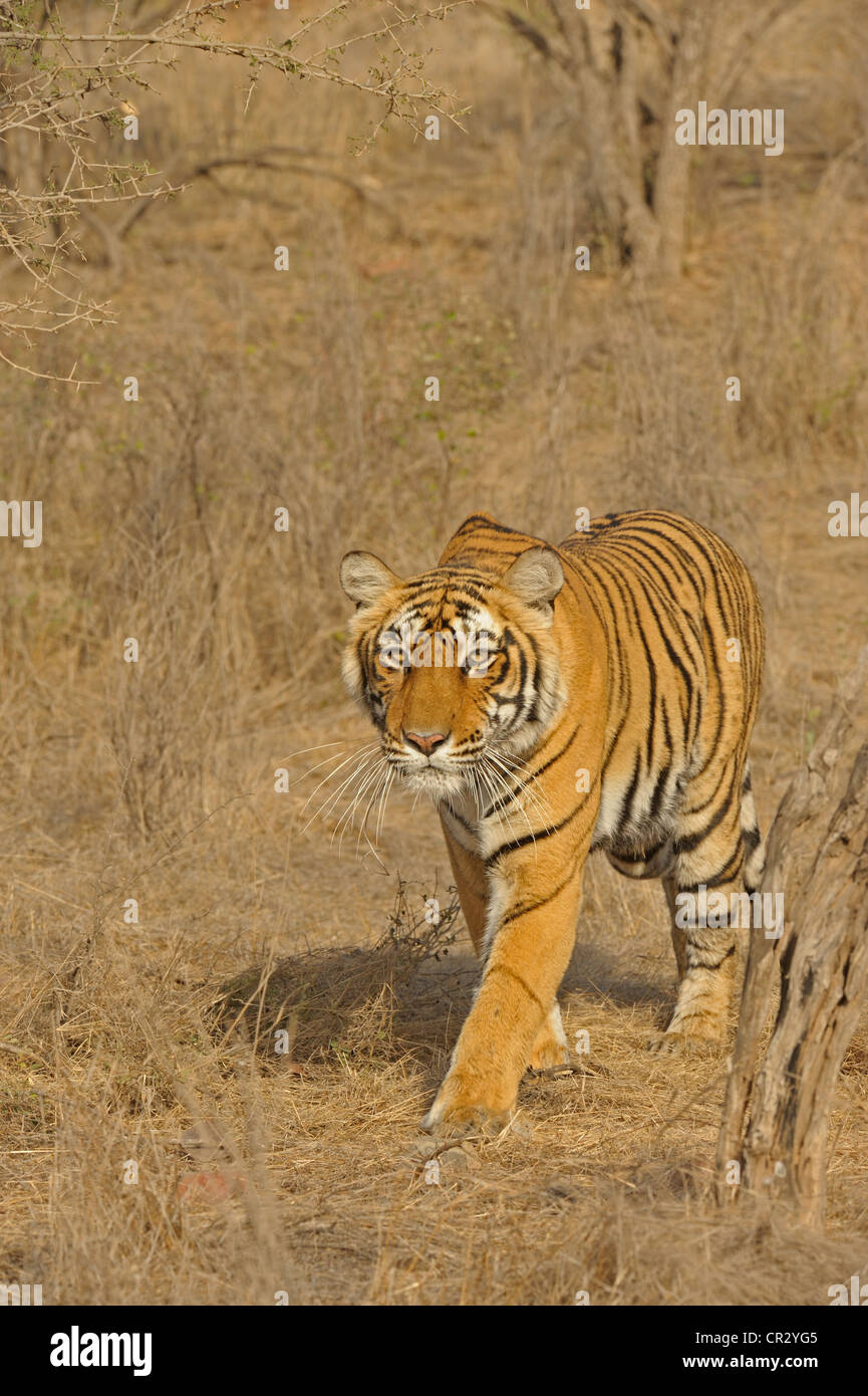 Stalking Tigerin (Panthera Tigris) in Ranthambore Nationalpark, Rajasthan, Indien, Asien Stockfoto
