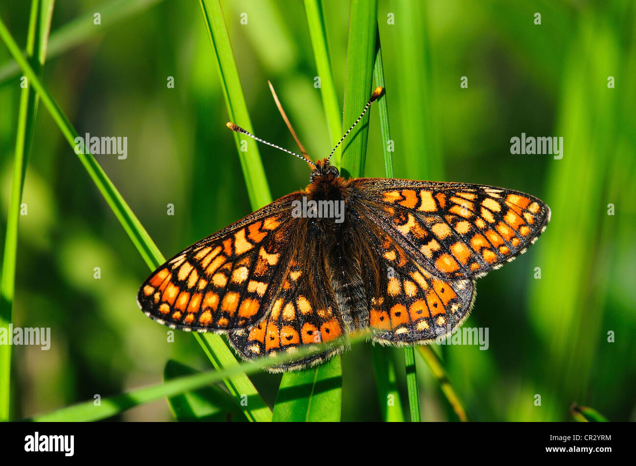 Marsh Fritillary Etikett Aurinia Schmetterling Querformat Stockfoto
