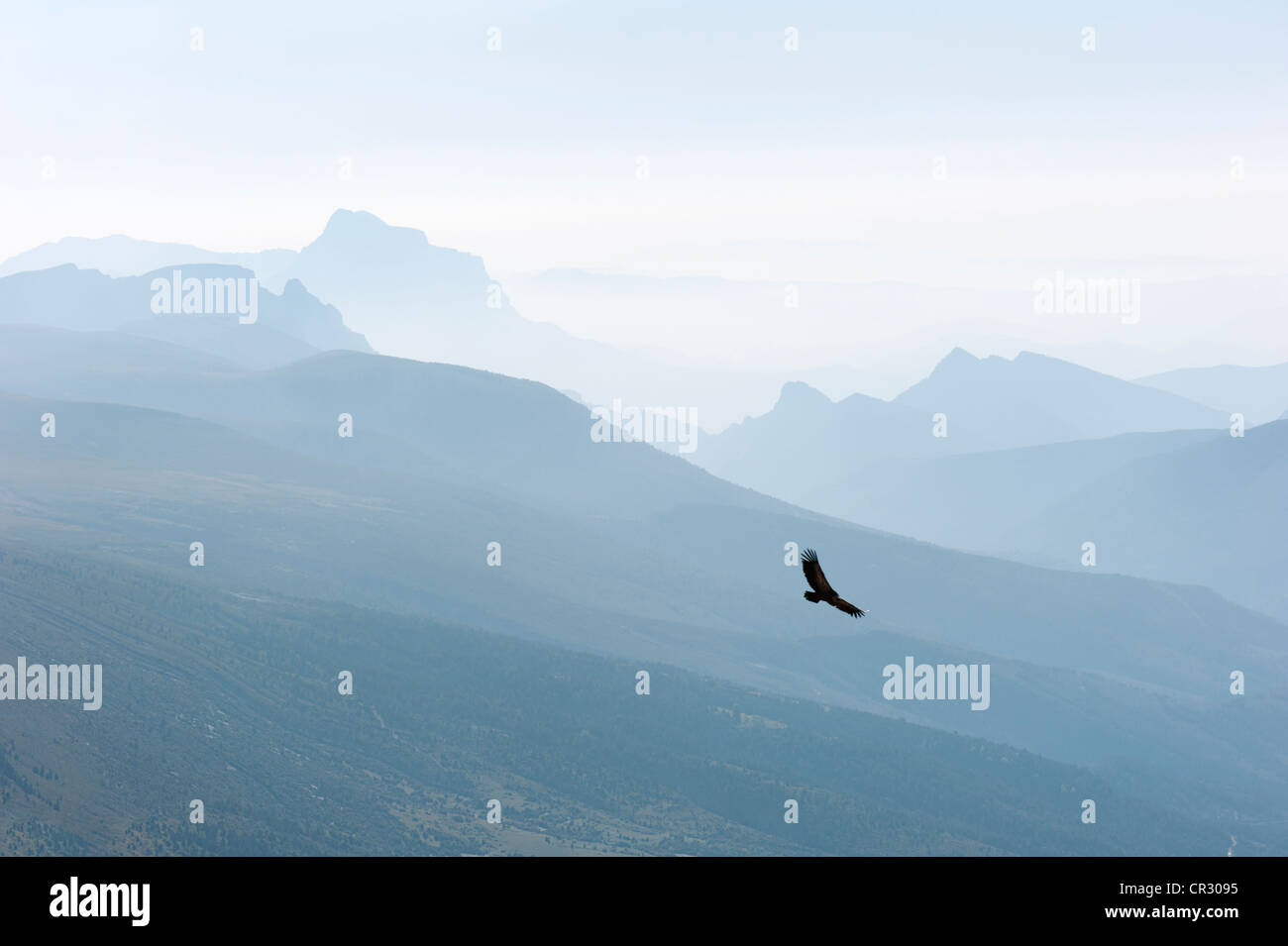 Adler im Flug über den Parc National des Pyrénées, Aragon, Spanien, Europa, publicground Stockfoto