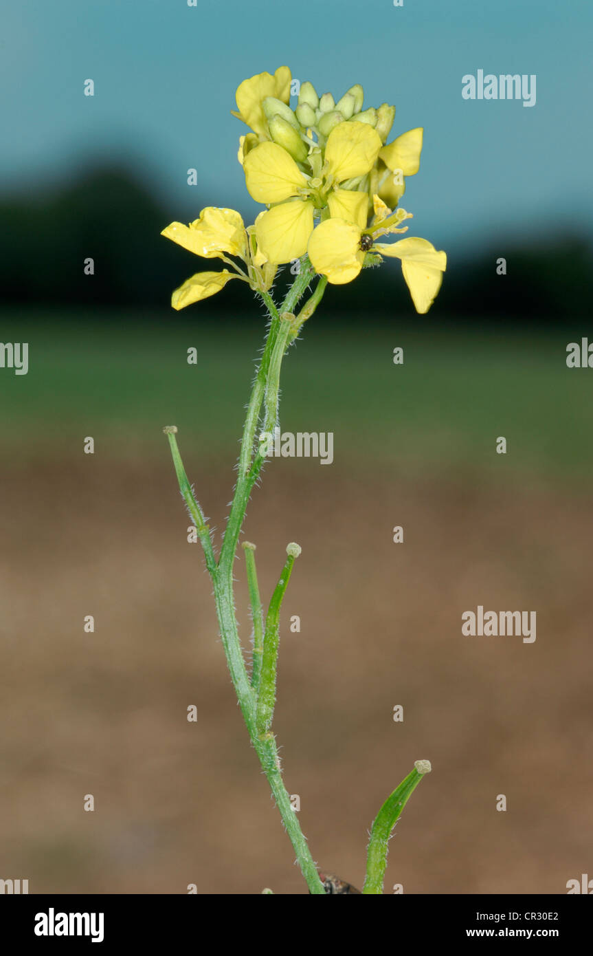 WILDE Rübe Brassica Rapa ssp.campestris (Brassicaceae) Stockfoto