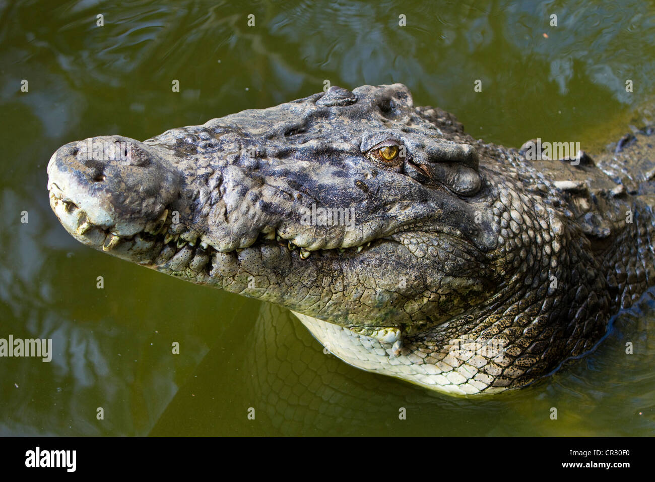 Salzwasser-Krokodil (Crocodylus Porosus), Crocodylus Park, Darwin, Northern Territory, Australien Stockfoto