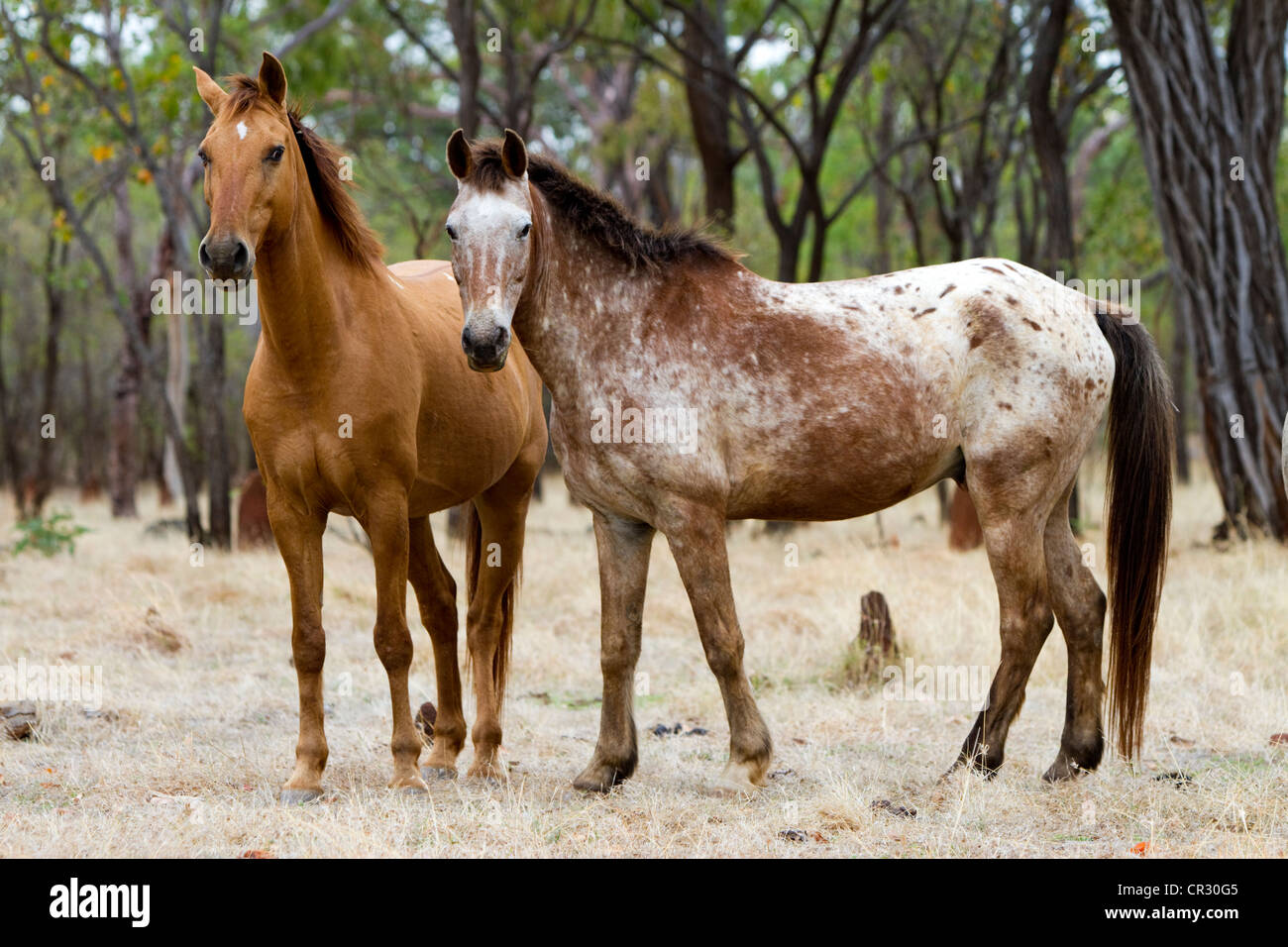 Pferde, Northern Territory, Australien Stockfoto