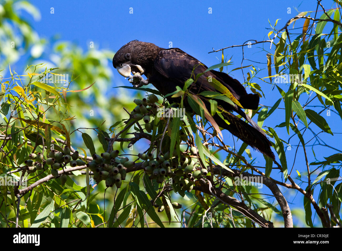 Red-tailed black Cockatoo (Calyptorhynchus Banksii, ehemals Calyptorhynchus Magnificus), Kakadu-Nationalpark Stockfoto