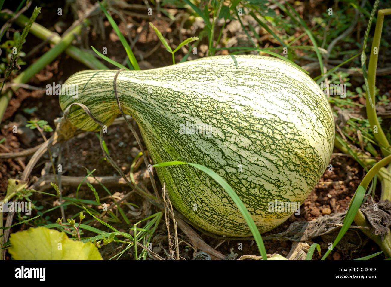 Kürbis wächst aus der Erde in den Gärten von Jeffersons Monticello bei Charlottesville, VA Stockfoto