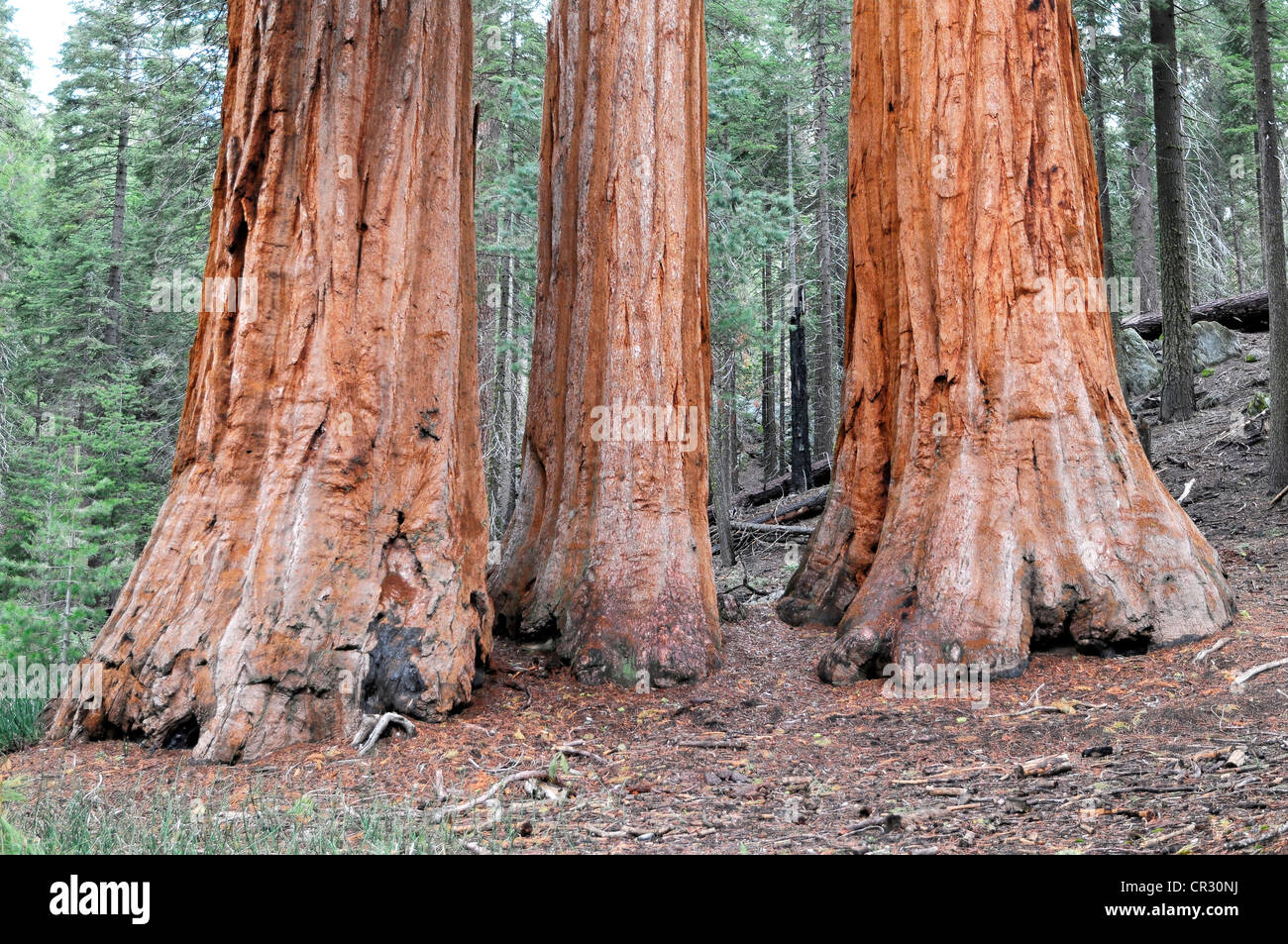 Riesenmammutbaum oder Sierra Redwood (Sequoiadendron Giganteum) im Mariposa Grove, Yosemite-Nationalpark, Kalifornien, USA Stockfoto