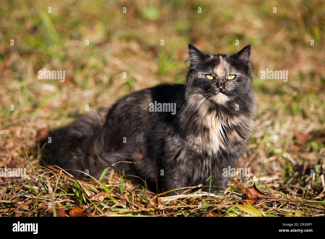 Hauskatze, dreifarbig, in Wiese, Nord-Tirol, Österreich, Europa Stockfoto