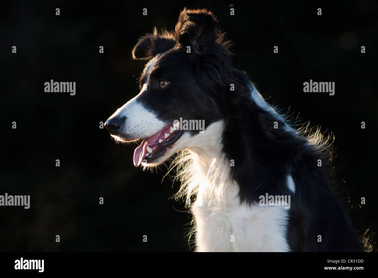 Border-Collie, Portrait, Gegenlicht Stockfoto