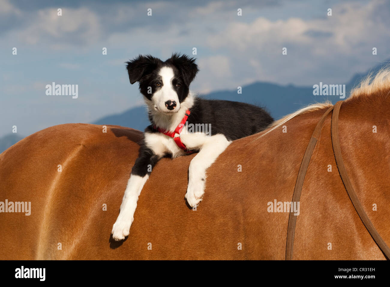 Border-Collie, Welpen, auf dem Pferderücken, Nord-Tirol, Österreich, Europa Stockfoto