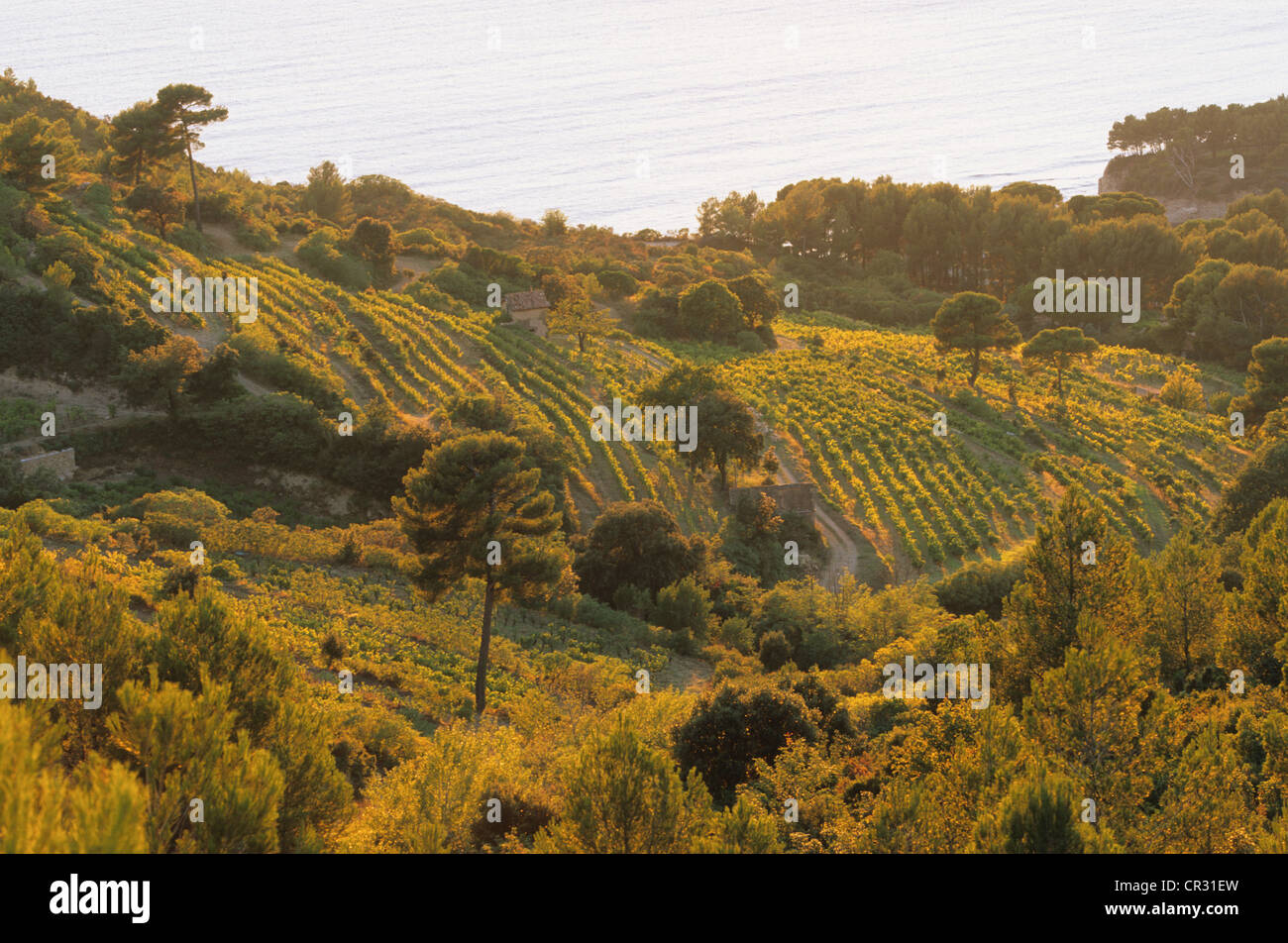 Frankreich, Var, Cassis, Cap Canaille gesehen von Le Clos Sainte Magdeleine Weinbau-Domäne Stockfoto