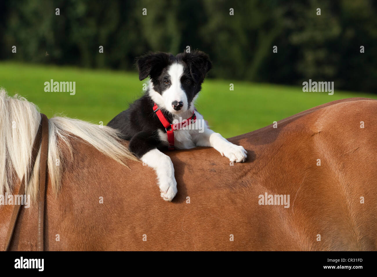 Border-Collie, Welpen, auf dem Pferderücken Stockfoto