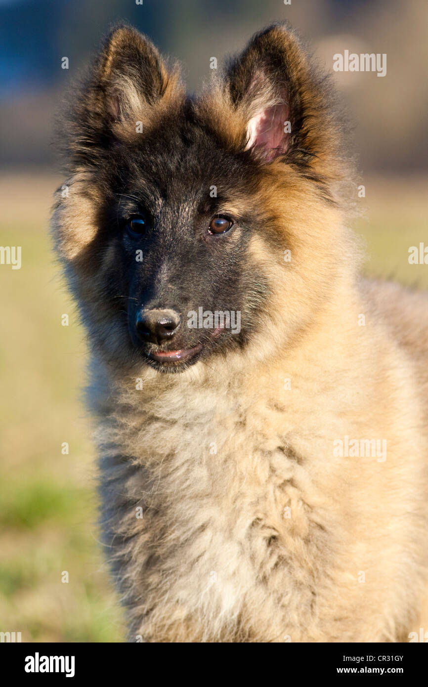 Belgischer Schäferhund, Hund, portrait Stockfoto