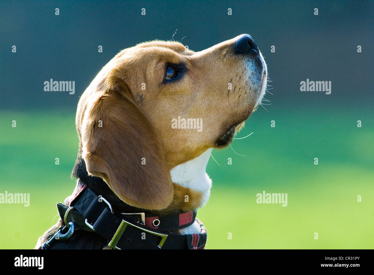 Beagle Hund, Portrait, Gegenlicht Stockfoto