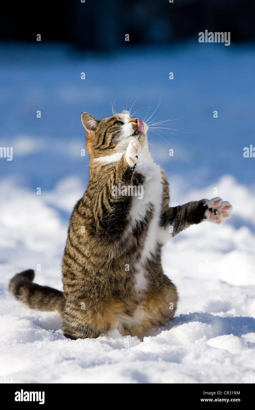 Tabby Katze im Schnee, versucht, etwas mit seinen Pfoten, Nord-Tirol, Österreich, Europa zu erreichen Stockfoto
