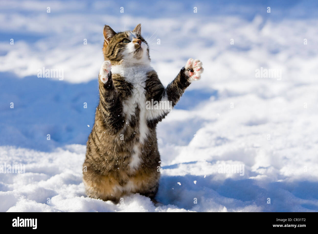 Tabby Katze im Schnee, versucht, etwas mit seinen Pfoten, Nord-Tirol, Österreich, Europa zu erreichen Stockfoto