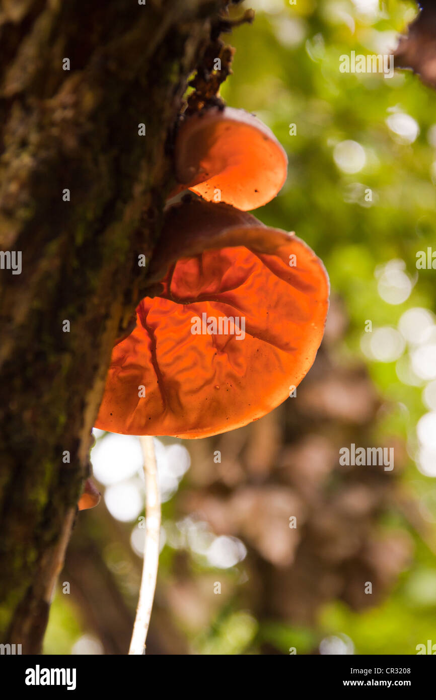 Der Jude Ohr Pilz, Auricularia Auricula - judae Stockfoto