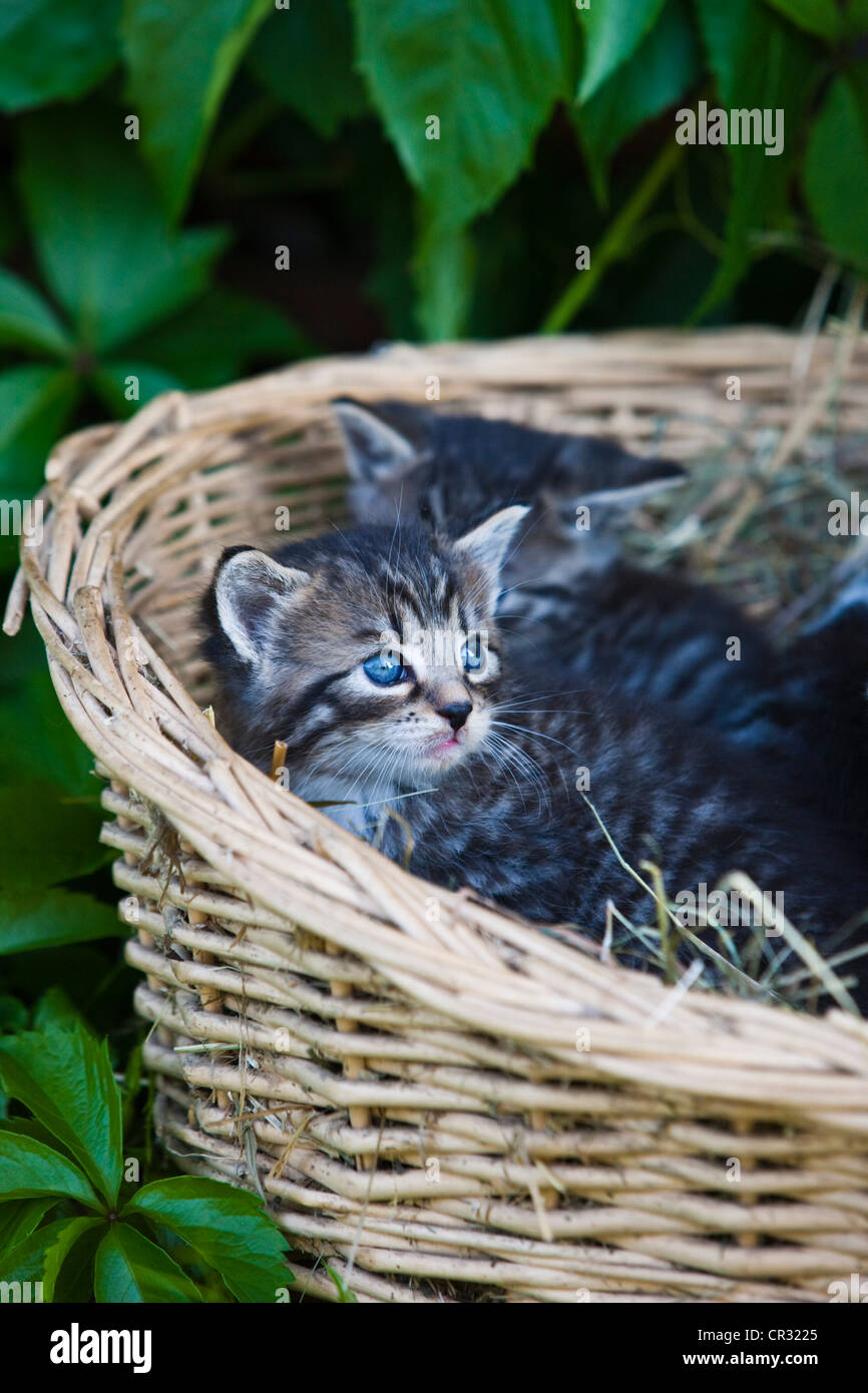 Grau Tabby Kätzchen liegend in einem Korb, Nord-Tirol, Österreich, Europa Stockfoto