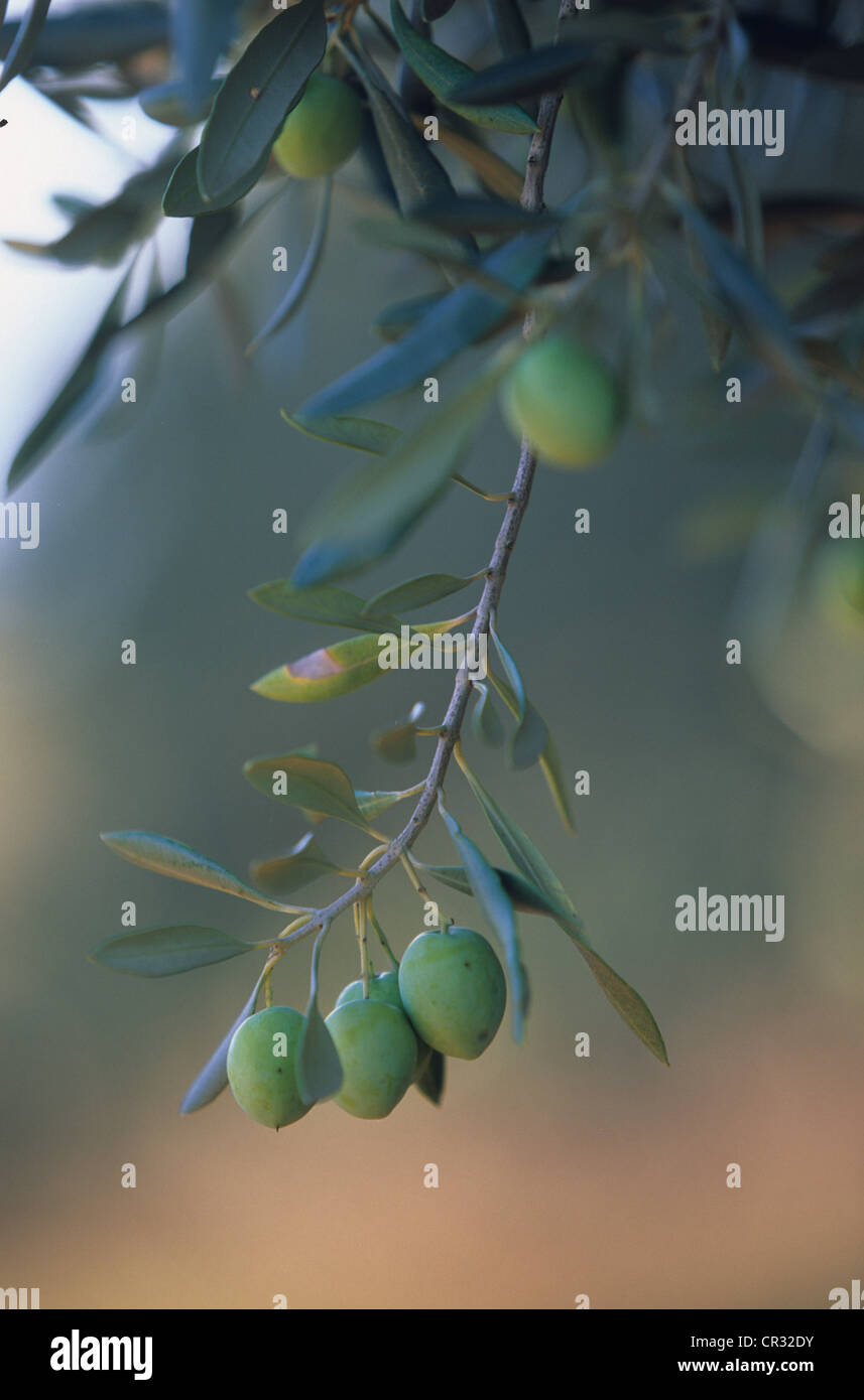 Frankreich, Var, Olivenbäume auf Plateau de Valensole in der Nähe von Quinson Stockfoto