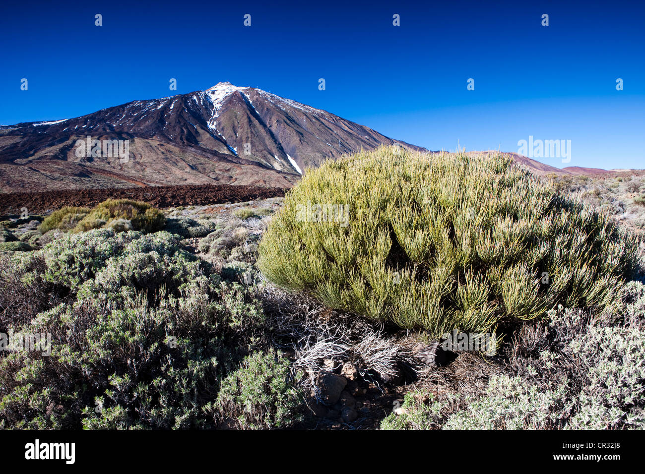 Teide Vulkan Teide-Nationalpark, zum UNESCO-Weltkulturerbe, Teneriffa, Kanarische Inseln, Spanien, Europa Stockfoto