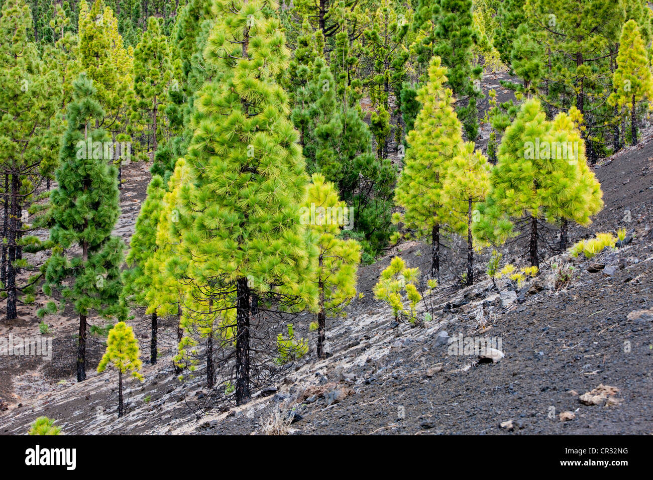 Junge Kiefern wachsen auf vulkanischem Gestein im Teide-Nationalpark, zum UNESCO-Weltkulturerbe, Teneriffa, Kanarische Inseln Stockfoto
