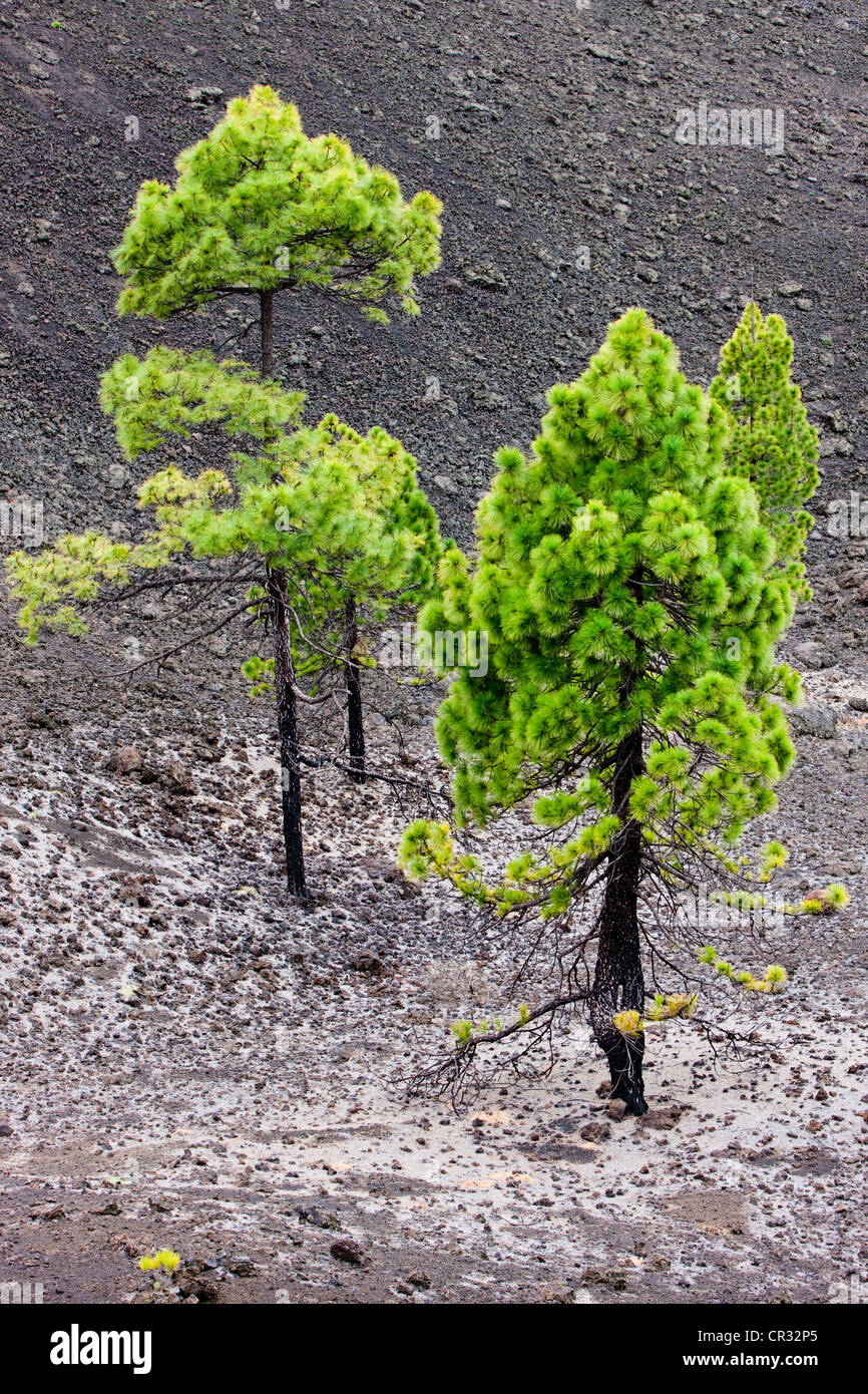 Junge Kiefern wachsen auf vulkanischem Gestein im Teide-Nationalpark, zum UNESCO-Weltkulturerbe, Teneriffa, Kanarische Inseln Stockfoto