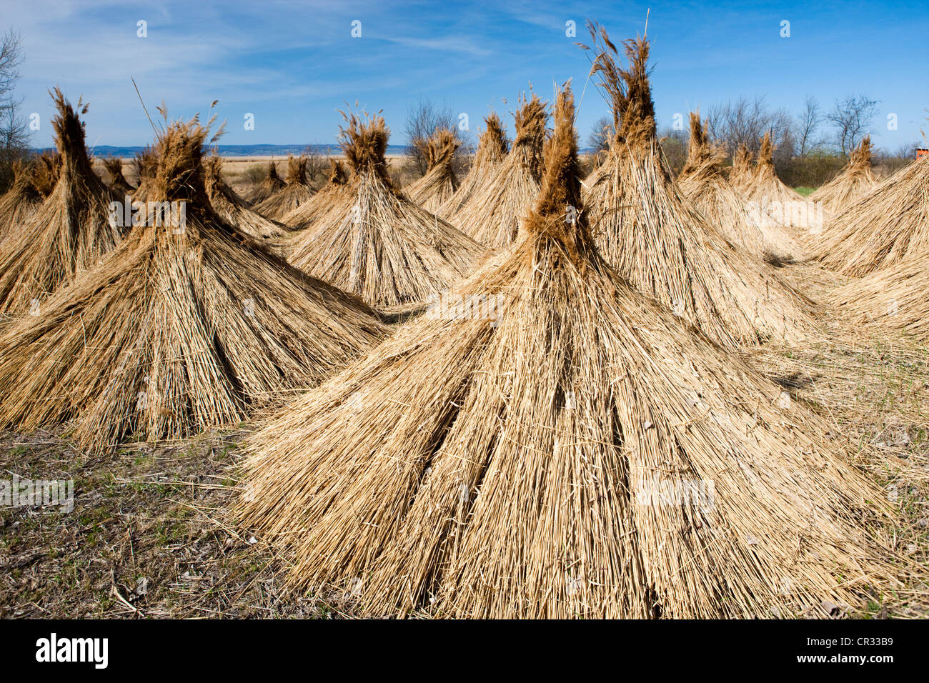 Zapfen von Reed, gebündelt Schilf zum Trocknen, Lake Nationalpark Neusiedlersee, Seewinkel, Burgenland, Austria, Europe Stockfoto