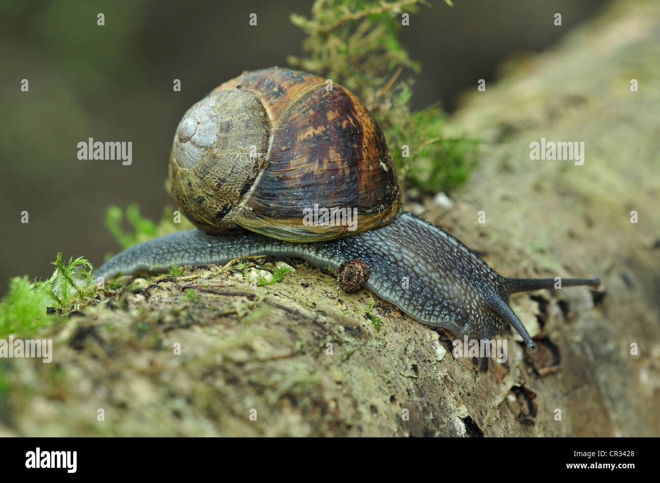 Ein Garten Schnecke kriecht über eine Login-UK Stockfoto