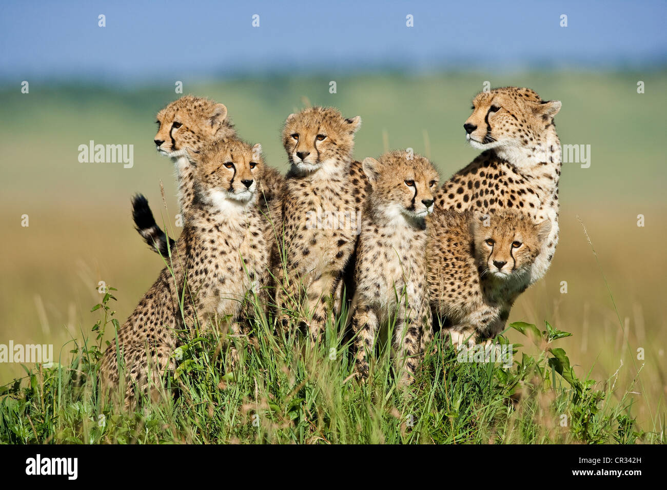 Kenia, Masai Mara National Reserve, Gepard (Acinonyx Jubatus), weibliche und sechs-sieben Monate alten jungen Geparden Stockfoto
