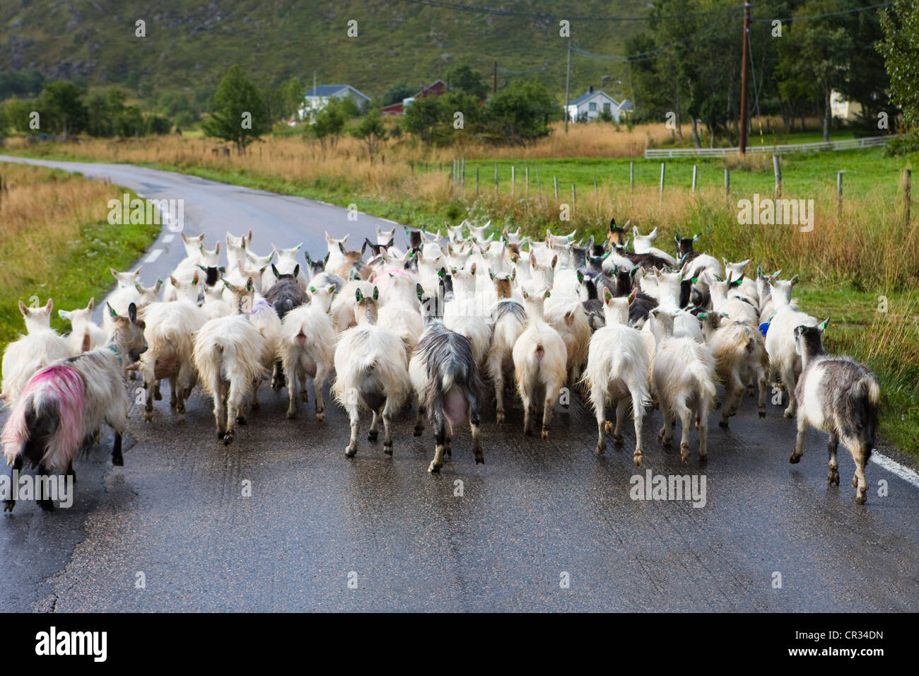 Herde von Ziegen auf der Straße, Lofoten, Norwegen, Skandinavien, Europa Stockfoto