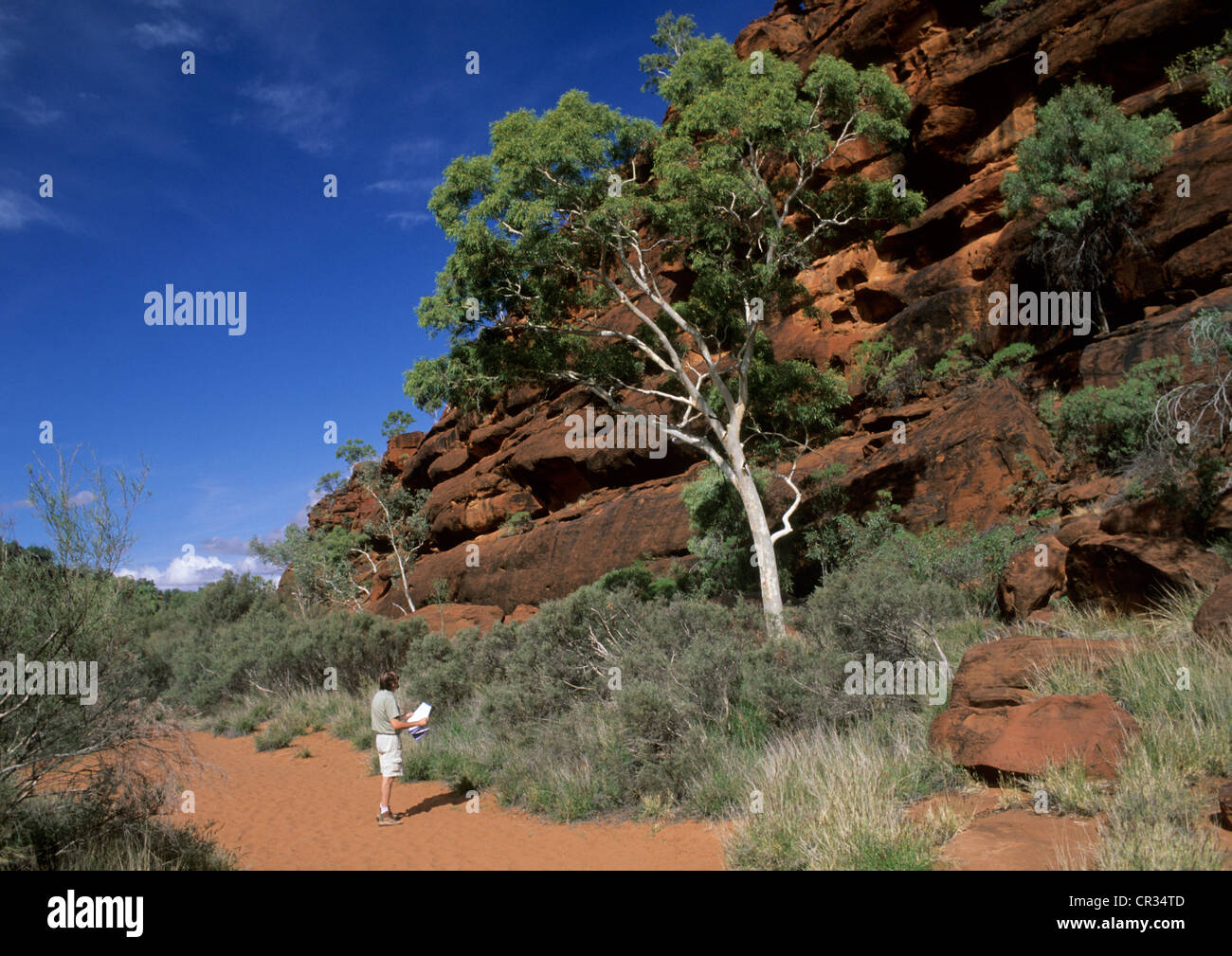 Australien, Northern Territory, Palm Valley Canyon Stockfoto