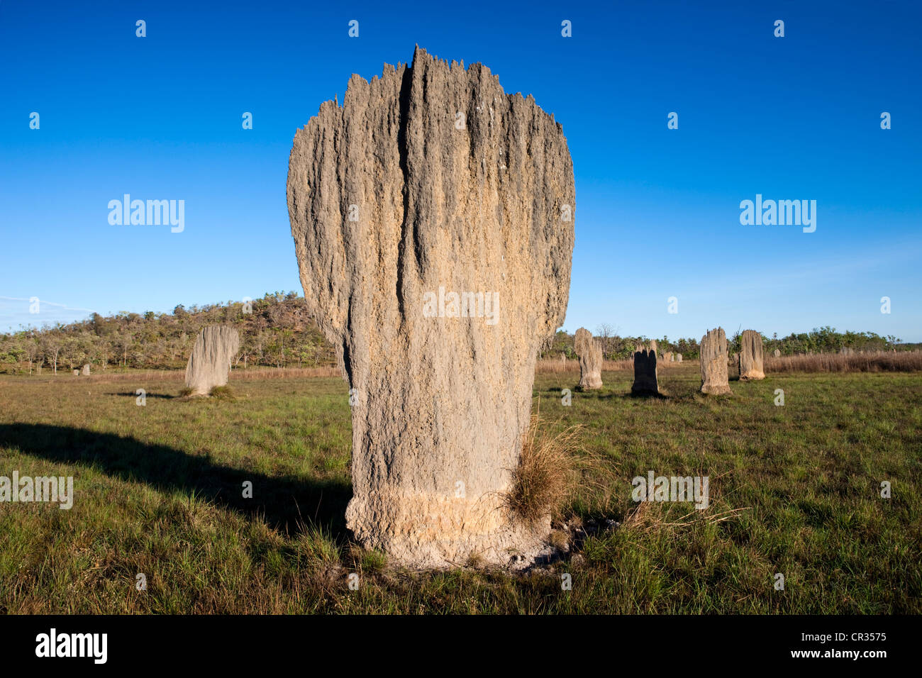 Kompass oder magnetischer Hügel gebaut von magnetischen Termiten (Amitermes Meridionalis), Litchfield Nationalpark, Northern Territory Stockfoto