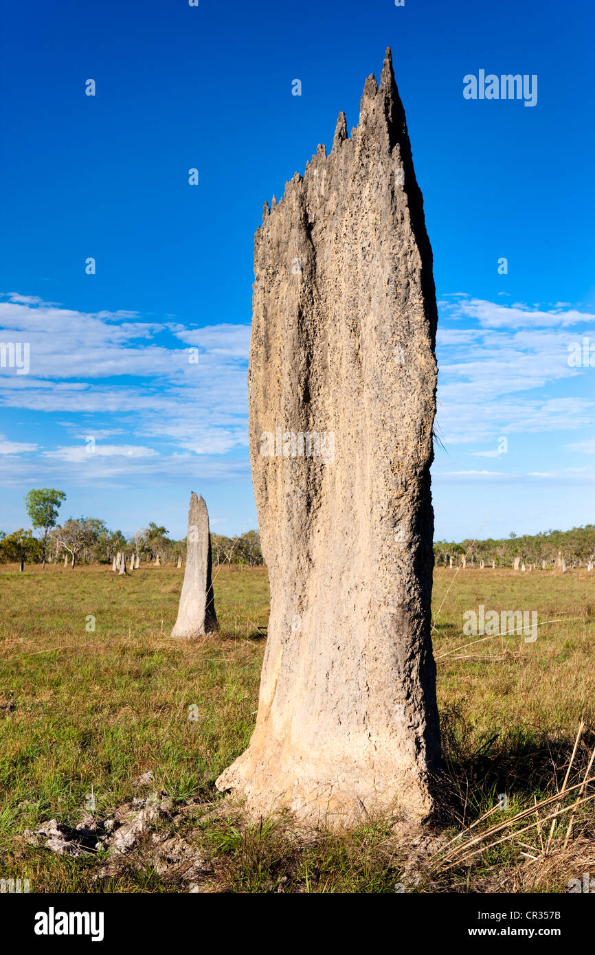 Kompass oder magnetischer Hügel gebaut von magnetischen Termiten (Amitermes Meridionalis), Litchfield Nationalpark, Northern Territory Stockfoto