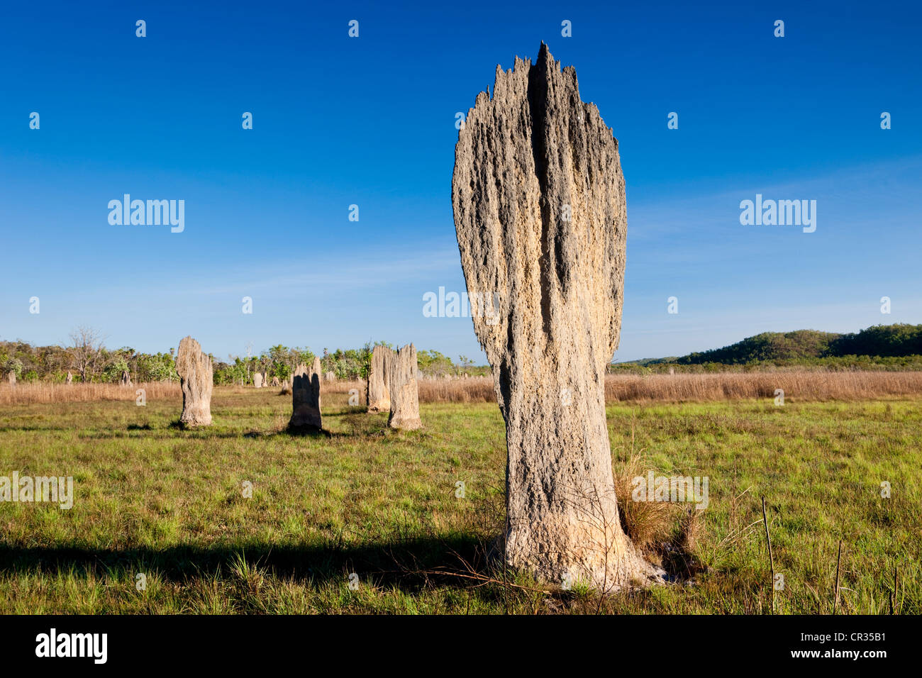 Kompass oder magnetischer Hügel gebaut von magnetischen Termiten (Amitermes Meridionalis), Litchfield Nationalpark, Northern Territory Stockfoto