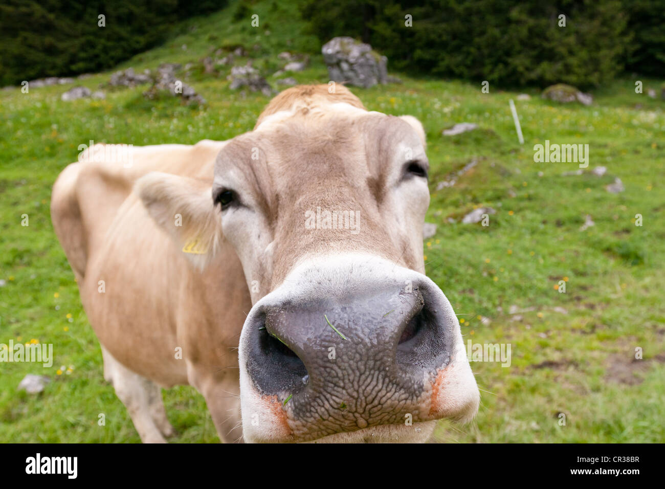 Schweizer Braunvieh Rinder (Bos Taurus Primigenius), auf der Weide, Appenzell Ausserrhoden oder äußeren Rhodos, Schweiz, Europa Stockfoto