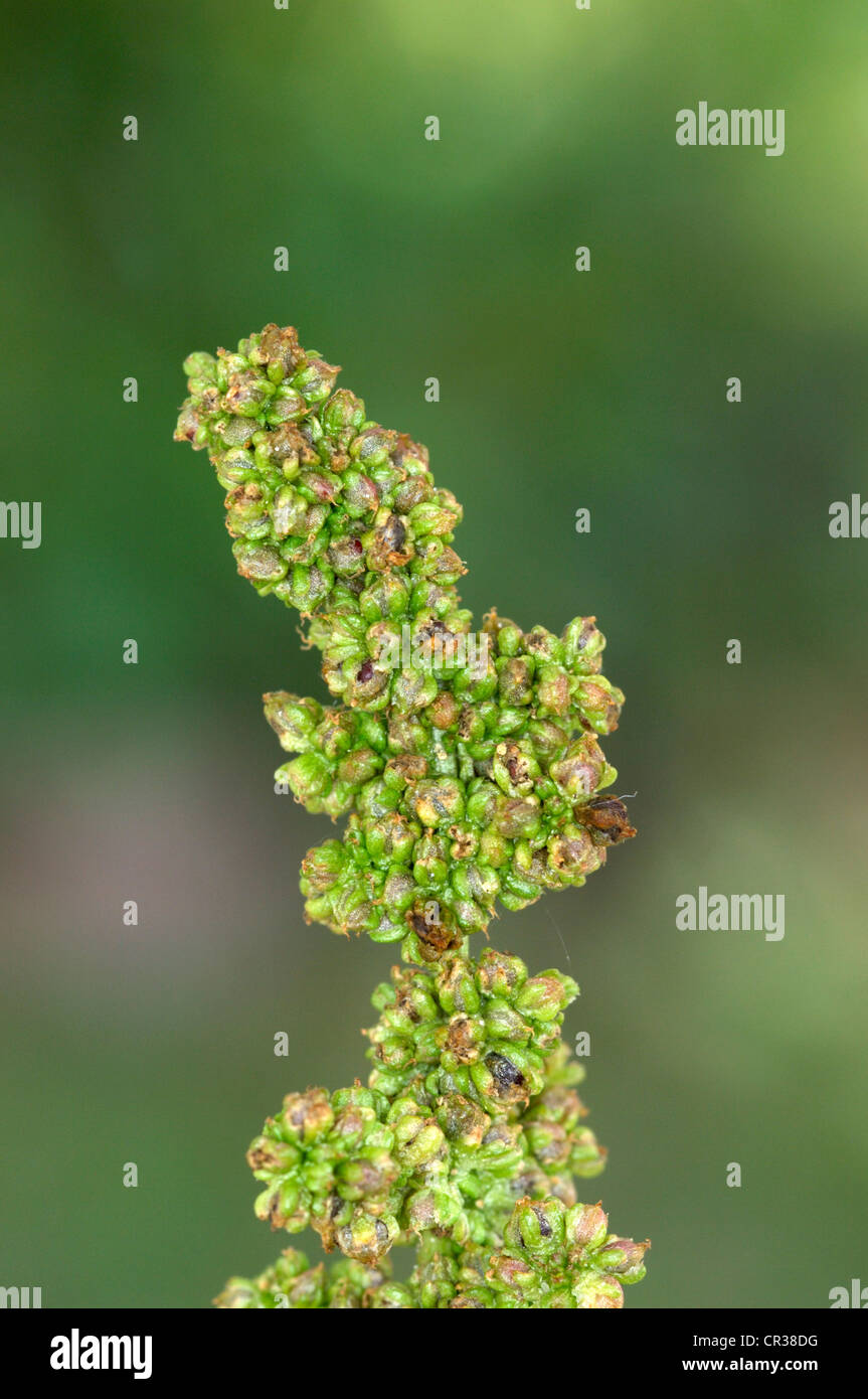 GUTER Heinrich Chenopodium Bonus-Henricus (Chenopodiaceae) Stockfoto