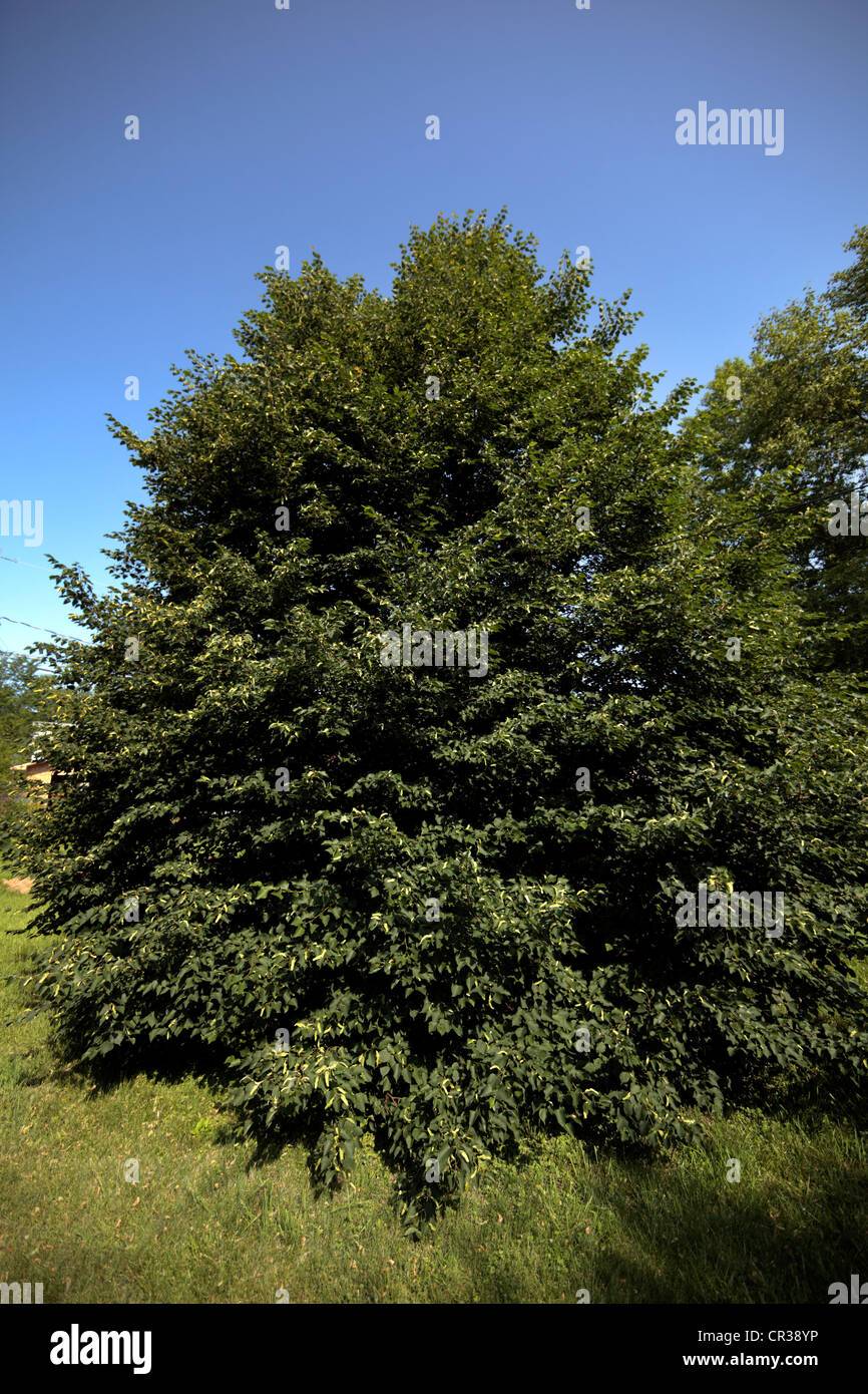 Ein gut geformt, stattlichen Lindenbaum, Sommer. Stockfoto