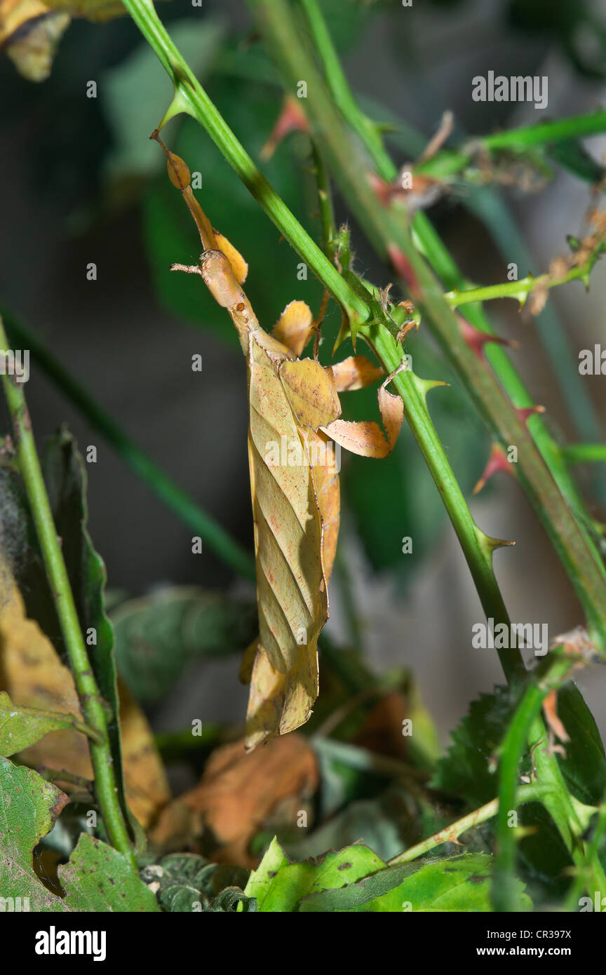 ein Insekt, wie ein Blatt, Phyllium giganteum Stockfoto