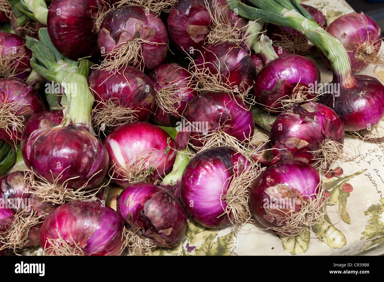 Rote Zwiebeln mit Stiel auf lokalen Farmers Market - Stockton, Kalifornien USA Stockfoto