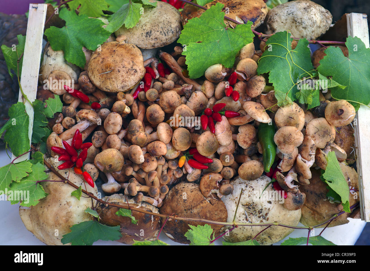 Wichtigsten Lebensmittel-Markt in der Nähe von Rialto Bridge, Venedig, Italien Stockfoto