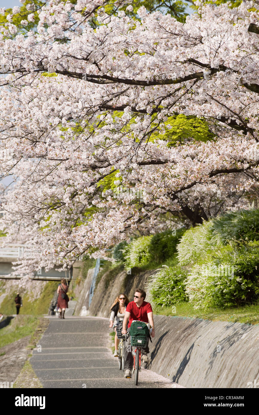 Japan, Insel Honshu, Kinki Region, Stadt Kyoto, entlang des Flusses Kamo-Gawa, blühende Kirschbäume (Sakura auf Japanisch) Stockfoto