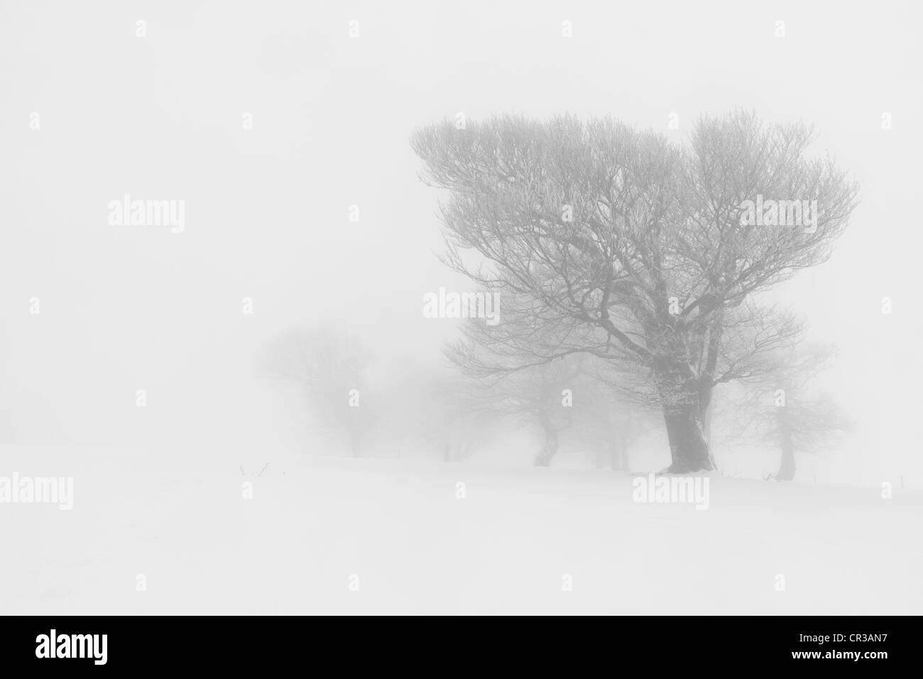 Buche Bäume auf Schauinsland Berg, Schnee, Schwarzwald, Baden-Württemberg, Deutschland, Europa Stockfoto