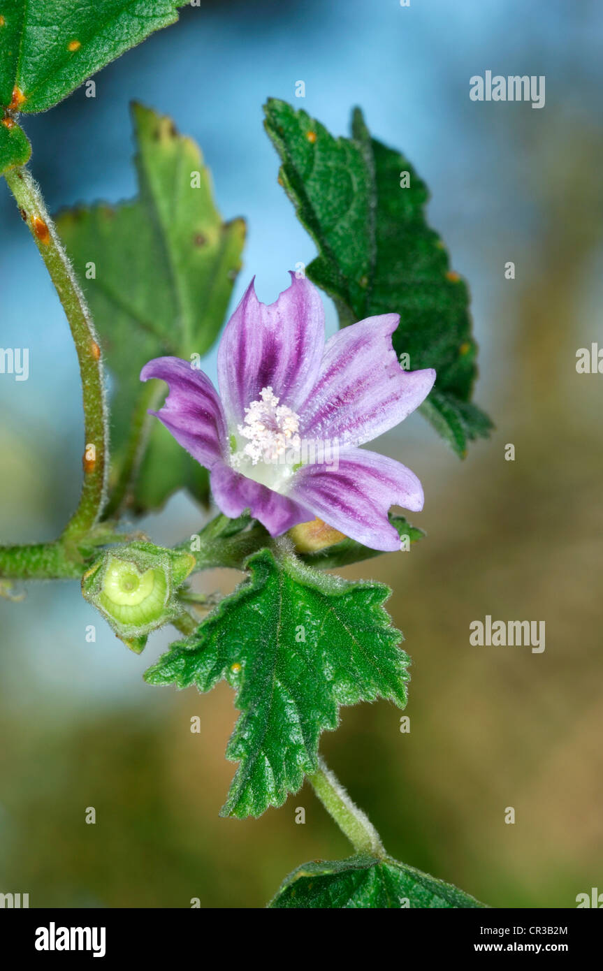 KRETISCHE Malve Lavatera Cretica (Malvaceae) Stockfoto